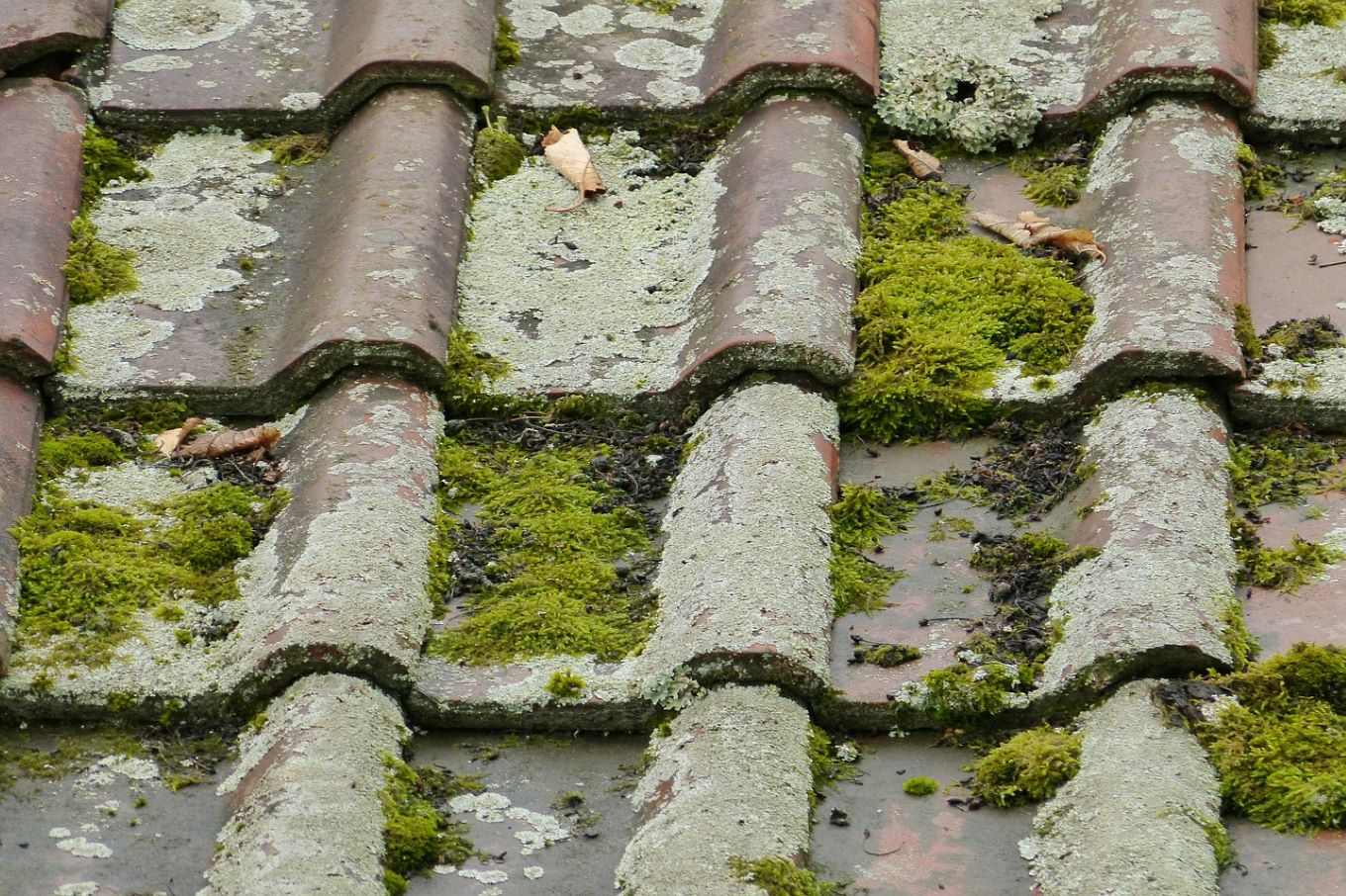 Les produits biocides pour le nettoyage des toitures sont interdits depuis fin 2020. Photo: pixabay.com.