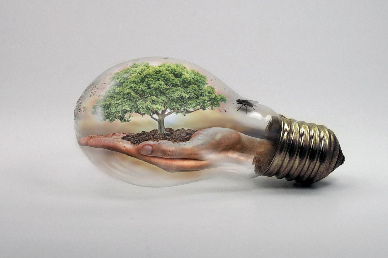 Image d'une ampoule dans laquelle deux mains jointes tiennent un arbre