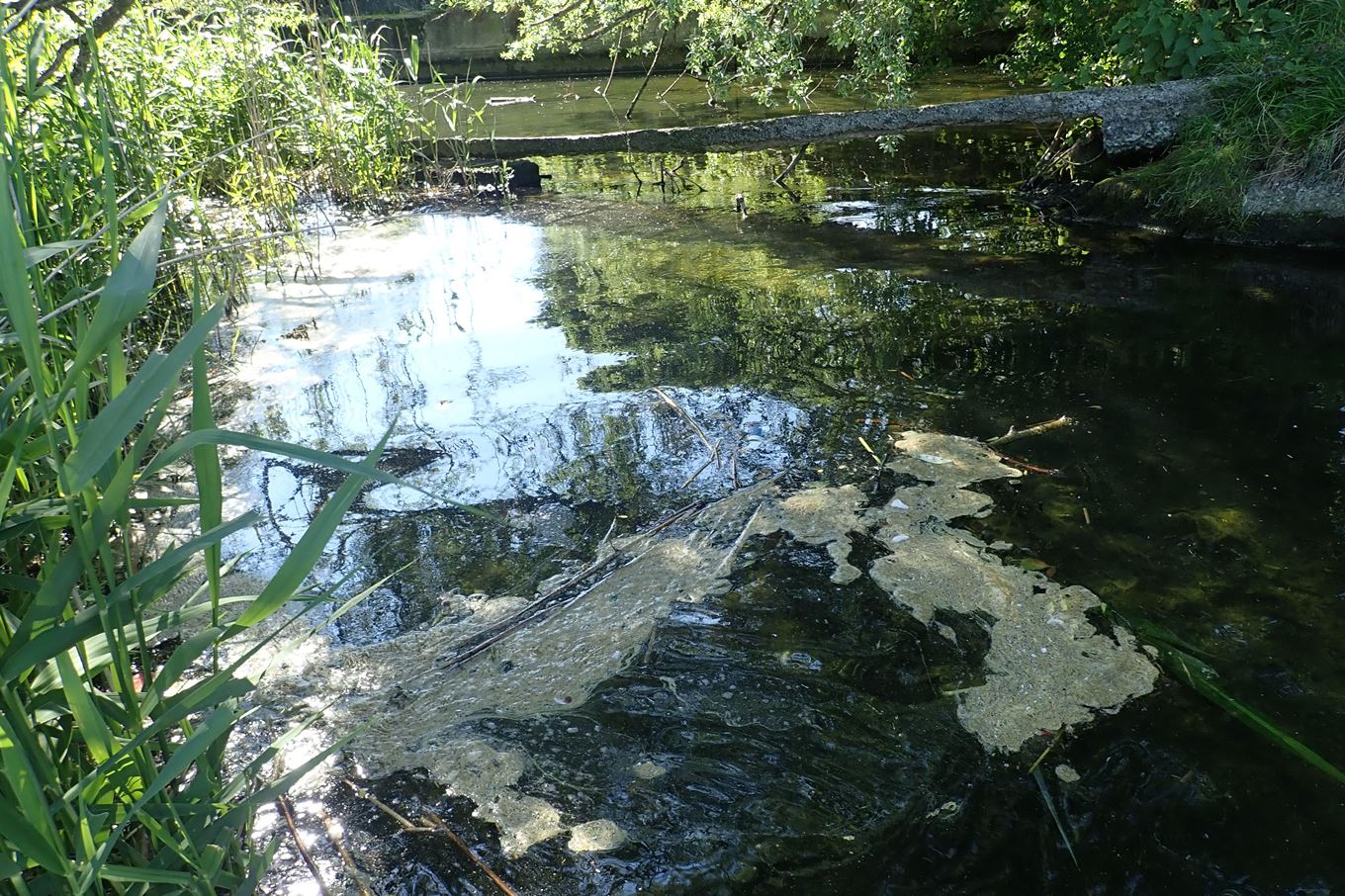 Des algues à la surface d'un étang