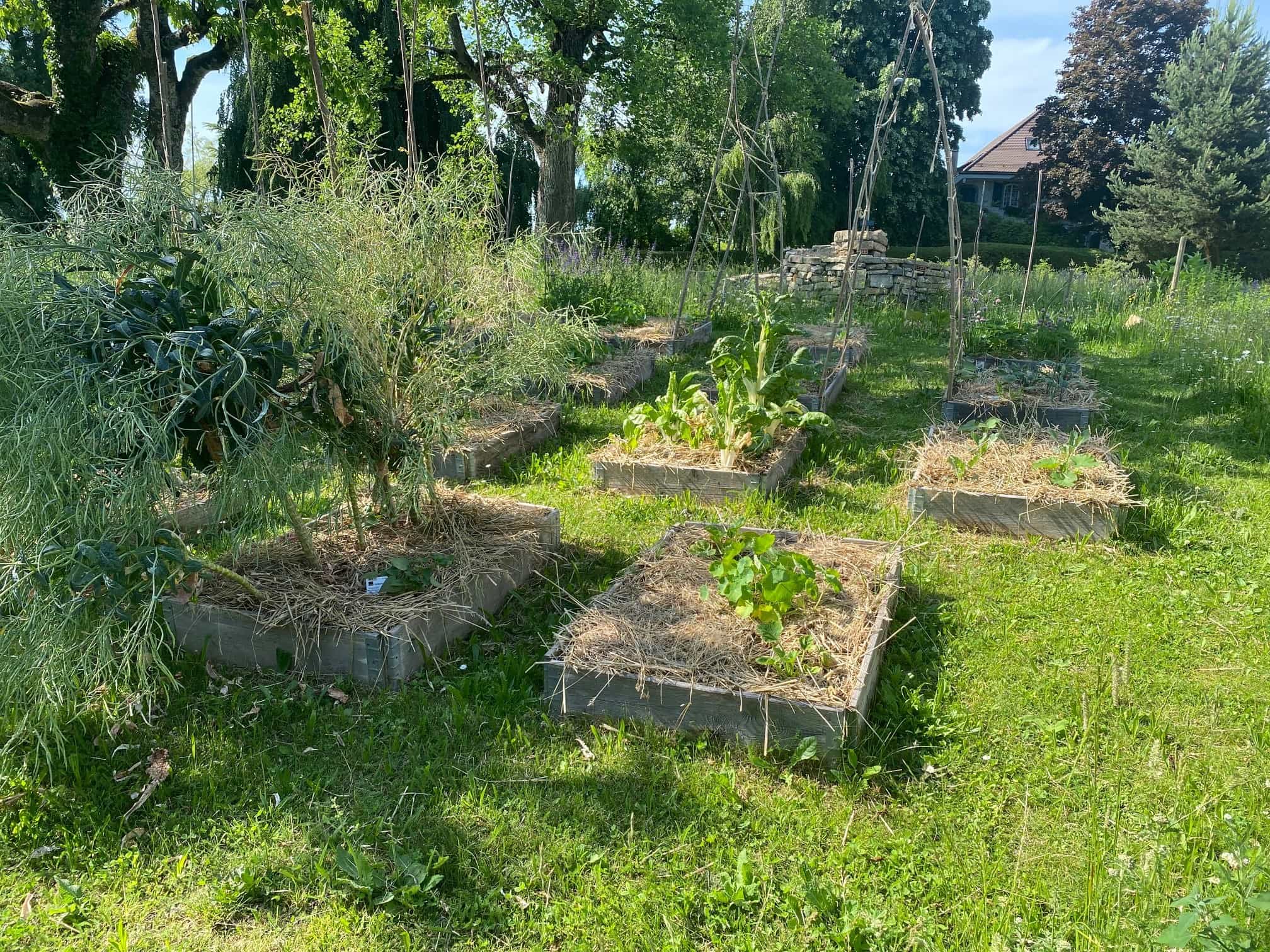 Jardin en permaculture au Mont-sur-Lausanne