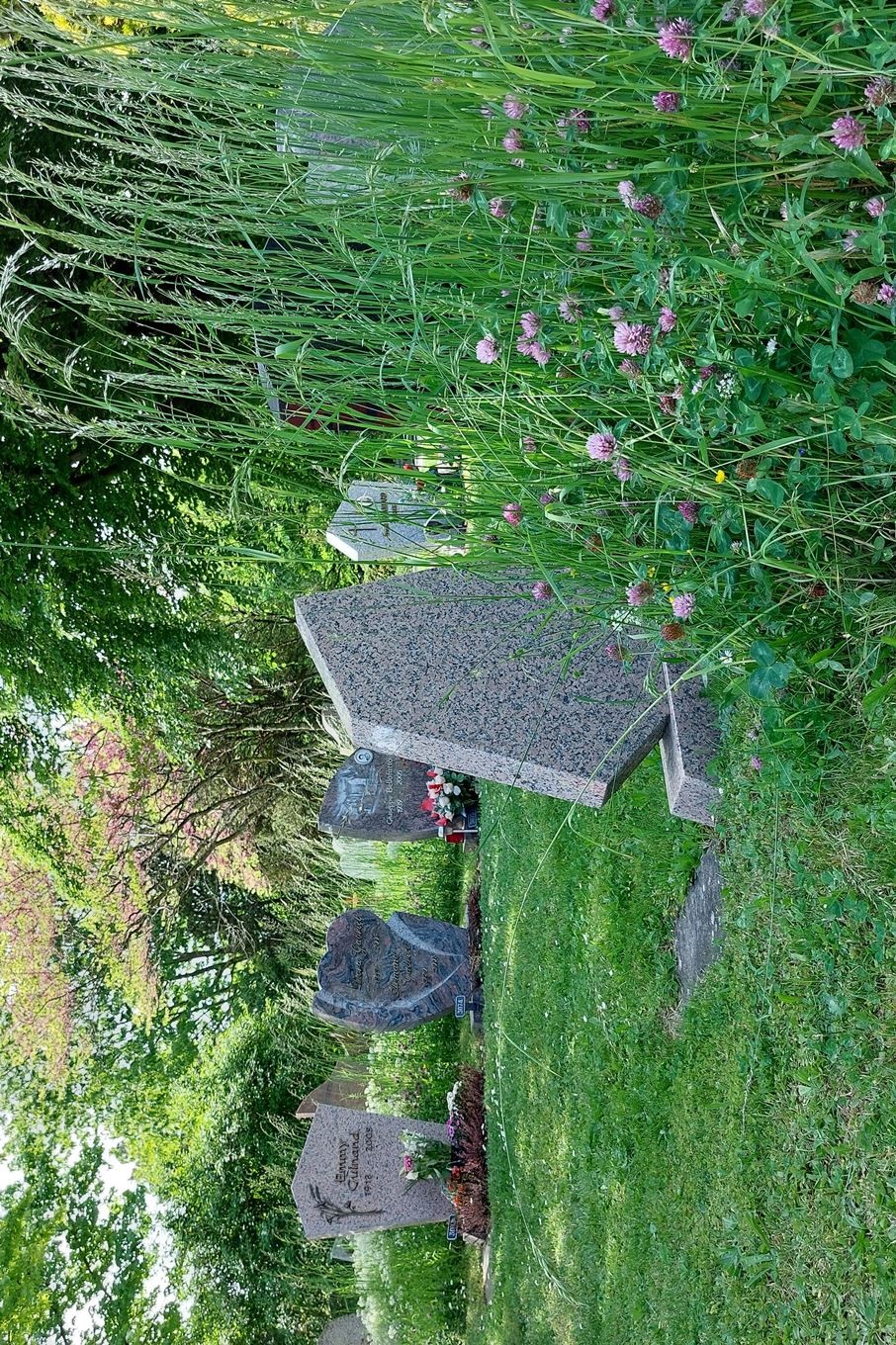 Le cimetière enherbé de Renens, entretenu depuis plus de trente ans sans produits phytosanitaires