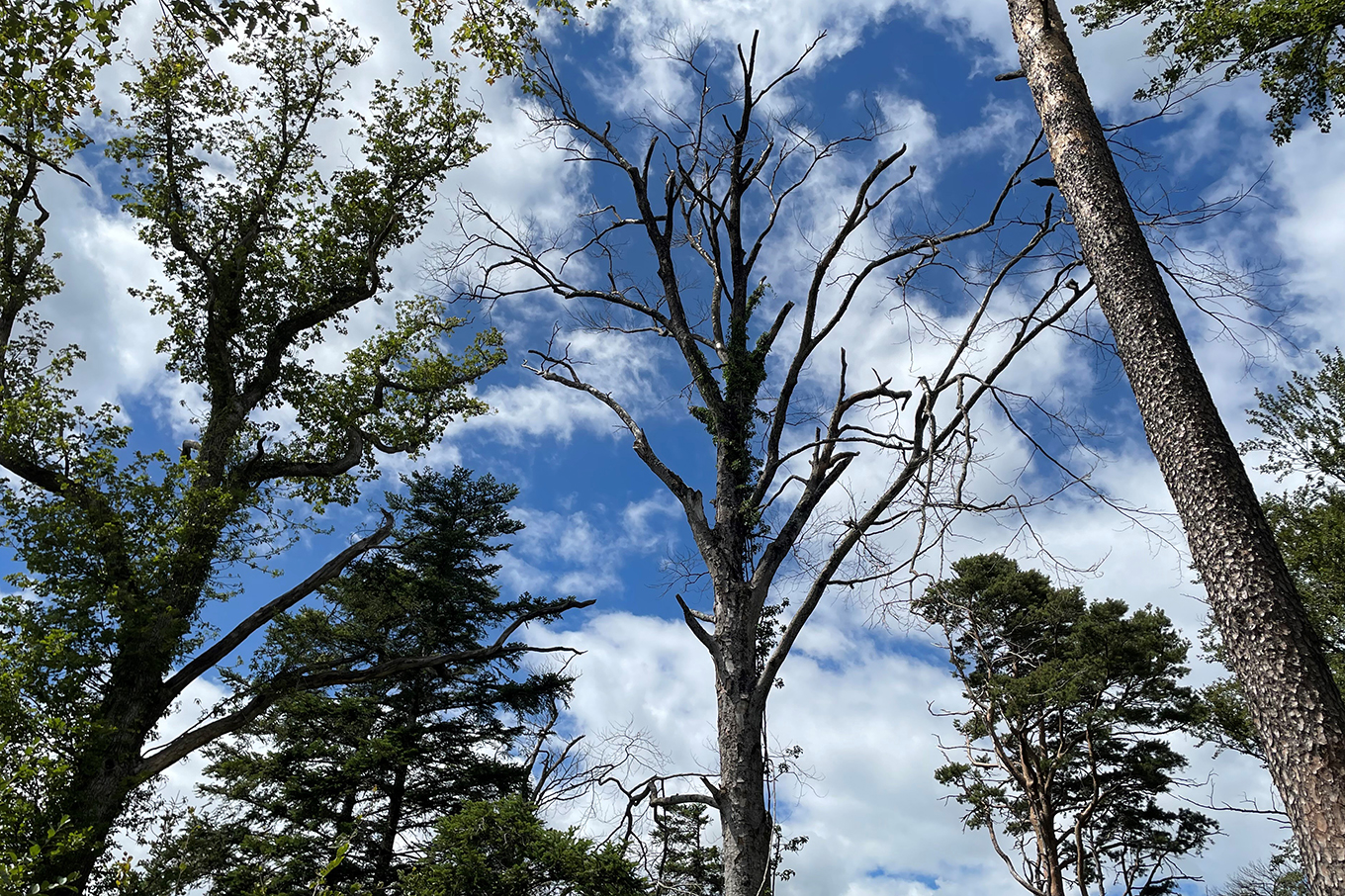 Image d'arbres dépérissants